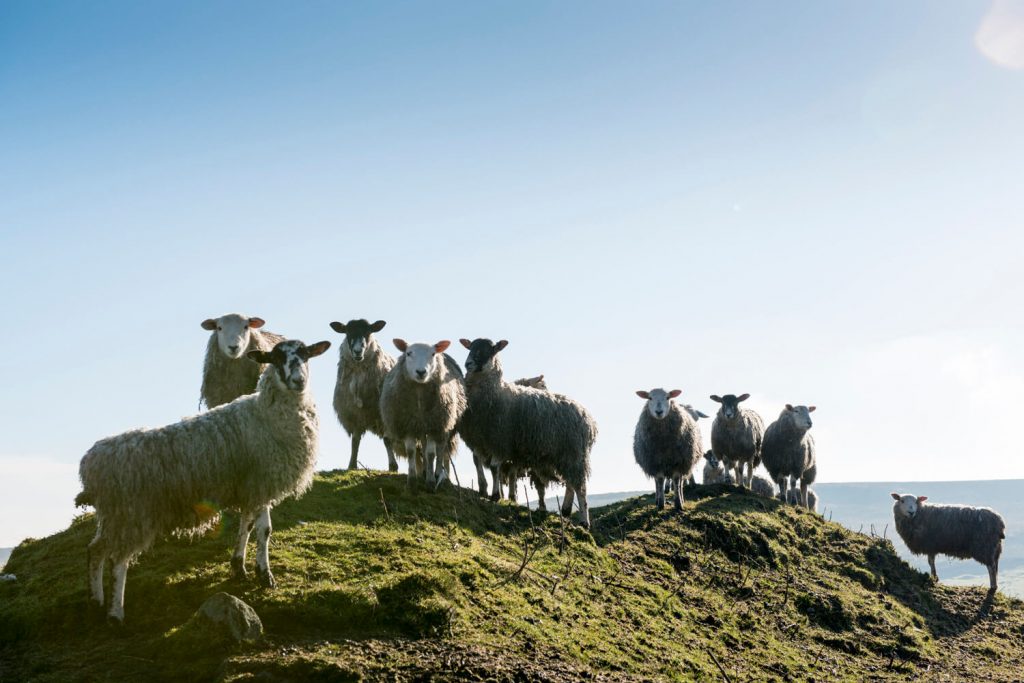 Image © Scott Wishart, 2017