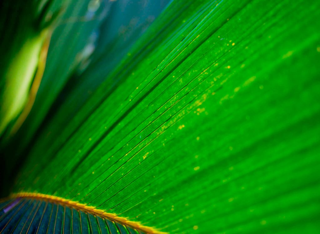 Image © Scott Wishart, 2017