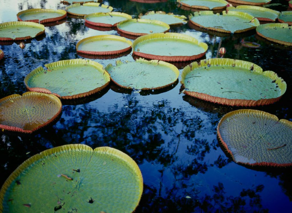 Image © Scott Wishart, 2017